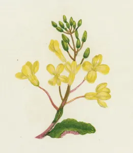 Sea Cabbage, Brassica Oleracea (colour litho) Sea Cabbage, Brassica Oleracea (colour litho)