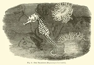The Sea-horse, Hippocampus brevirostris (engraving) The Sea-horse, Hippocampus brevirostris (engraving)