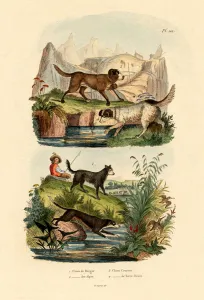 Shepherd Dog, 1833-39 (coloured engraving) Shepherd Dog, 1833-39 (coloured engraving)