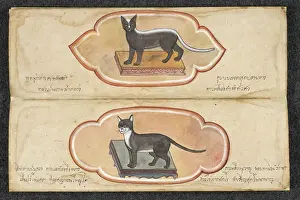 Historical Animal Pictures Prints: Siamese Cats