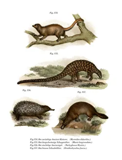 Silky Anteater, 1860 (colour litho) Silky Anteater, 1860 (colour litho)