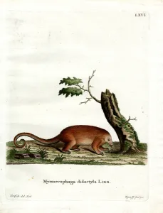 Silky Anteater (coloured engraving) Silky Anteater (coloured engraving)