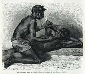 Related Images Collection: The size of the teeth in the Okanda, drawing by D. Maillard