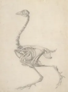 The Skeleton of a Fowl, from the series A Comparative Anatomical Exposition The Skeleton of a Fowl, from the series A Comparative Anatomical Exposition
