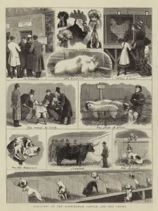 Sketches at the Birmingham Cattle and Dog Shows (engraving) Sketches at the Birmingham Cattle and Dog Shows (engraving)