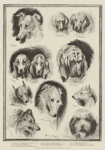 Sketches from the Dog Show at the Crystal Palace (litho) Sketches from the Dog Show at the Crystal Palace (litho)