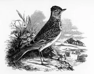 The Sky Lark, illustration from A History of British Birds by William Yarrell The Sky Lark, illustration from A History of British Birds by William Yarrell