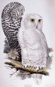 Snowy Owl, 1832-1837 (hand-coloured lithograph) Snowy Owl, 1832-1837 (hand-coloured lithograph)