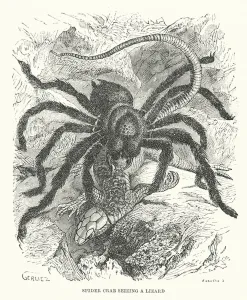 South America: Spider crab seizing a lizard (engraving) South America: Spider crab seizing a lizard (engraving)