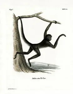 Spider Monkey (coloured engraving) Spider Monkey (coloured engraving)