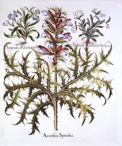 Spiny Bear's Breech and Forget-Me-Nots, from Hortus Eystettensis Spiny Bear's Breech and Forget-Me-Nots, from Hortus Eystettensis