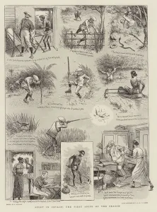 Sport in Ceylon, the First Snipe of the Season (engraving) Sport in Ceylon, the First Snipe of the Season (engraving)