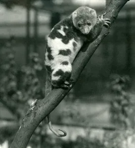 A Spotted Cuscus looking down from a branch at London Zoo, September 1914 (b/w photo) A Spotted Cuscus looking down from a branch at London Zoo, September 1914 (b/w photo)