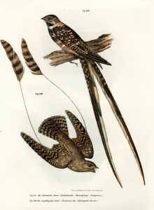 Standard-winged Nightjar, 1864 (colour litho) Standard-winged Nightjar, 1864 (colour litho)