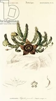 Cape Floral Region Protected Areas Collection: Star flower, Orbea variegata. 1849 (engraving)