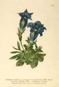 Stemless Gentian (Gentiana acaulis, Gentiana excisa) (colour litho) Stemless Gentian (Gentiana acaulis, Gentiana excisa) (colour litho)