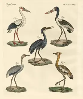 Strange birds (coloured engraving) Strange birds (coloured engraving)