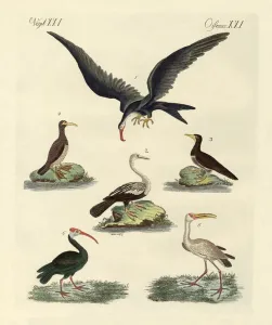 Strange marsh-birds and waterbirds (coloured engraving) Strange marsh-birds and waterbirds (coloured engraving)