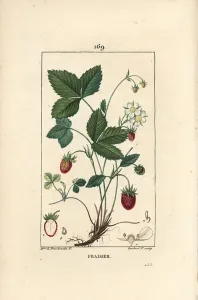 Strawberry cultivated - Strawberry, Fragaria ananassa, showing flower, leaf, ripe fruit Strawberry cultivated - Strawberry, Fragaria ananassa, showing flower, leaf, ripe fruit