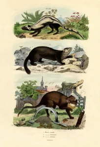 Striped Polecat, 1833-39 (coloured engraving) Striped Polecat, 1833-39 (coloured engraving)