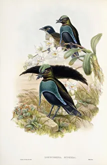 Superb Bird of Paradise (Lophorhina Superba), 1875-1888 (hand-coloured lithograph) Superb Bird of Paradise (Lophorhina Superba), 1875-1888 (hand-coloured lithograph)