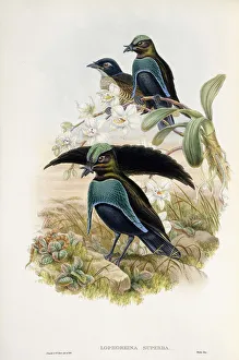 Superb Bird of Paradise (Lophorina Superba), 1875-1888 (hand-coloured lithograph) Superb Bird of Paradise (Lophorina Superba), 1875-1888 (hand-coloured lithograph)
