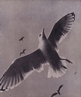 Swift and lofty-soaring, Meredith (b/w photo) Swift and lofty-soaring, Meredith (b/w photo)