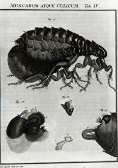 Table IV of Flies and Fleas (engraving) (b/w photo) Table IV of Flies and Fleas (engraving) (b/w photo)
