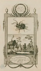 Tarantula and curing its sting by music and dancing (engraving) Tarantula and curing its sting by music and dancing (engraving)