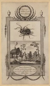 The Tarantula, with the method of curing those stung by it, which is effected by Music and Dancing (engraving) The Tarantula, with the method of curing those stung by it, which is effected by Music and Dancing (engraving)