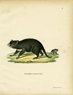 Tasmanian Devil (coloured engraving) Tasmanian Devil (coloured engraving)