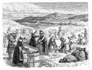 American Farming History Prints: Cape Cod women picking and sorting Cranberries
