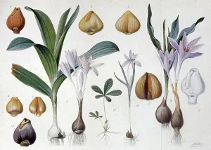 Historic Plant Illustrations Prints: Colchicum, c.1900 (engraving)