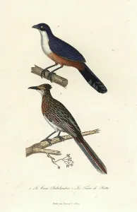Delalande's Coua and Greater Roadrunner Print, 1838