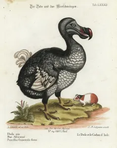 Dodo Bird Illustration Prints: Dodo, Raphus cucullatus, extinct