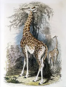 European Wildlife Prints: Giraffe browsing on tree. Hand-coloured engraving published 1836