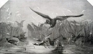 Birds Of Prey Illustrations Prints: Illustration of a predatory bird swooping down to attack a group of ducks