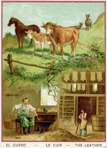 Historical Lithograph Prints: Leather: from the cattle to the tanner and the cobbler workshop