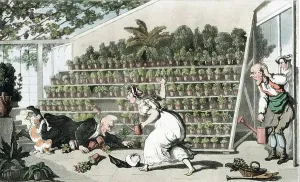 Thomas Rowlandson Engraving Prints: Misfortune in the Tulip Hall: Dr Syntax falls over