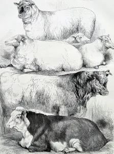 British Farm Animals Prints: Prize Animals, 1870