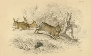 Oryctolagus Cuniculus Species Prints: Rabbit (Oryctolagus cuniculus), the Old World rabbit. 1828 (hand-coloured engraving)