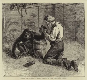 Tending the Invalid, a Recent Sketch at the Zoological Gardens (engraving) Tending the Invalid, a Recent Sketch at the Zoological Gardens (engraving)