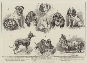 Toy Dog Show at the Royal Aquarium (engraving) Toy Dog Show at the Royal Aquarium (engraving)