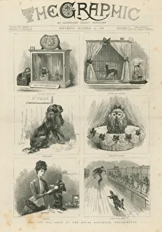Toy dog show at the Royal Aquarium (engraving) Toy dog show at the Royal Aquarium (engraving)