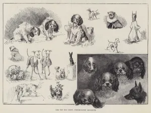 The Toy Dog Show, Westminster Aquarium (engraving) The Toy Dog Show, Westminster Aquarium (engraving)