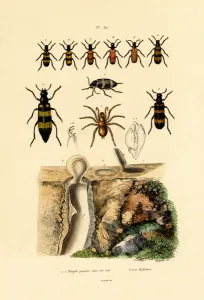 Trapdoor Spider, 1833-39 (coloured engraving) Trapdoor Spider, 1833-39 (coloured engraving)