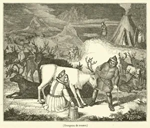 Troupeau de rennes (engraving) Troupeau de rennes (engraving)