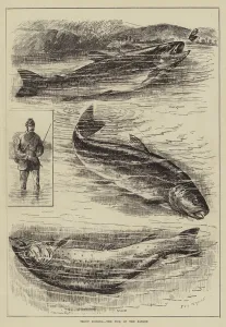 Trout Fishing, the Pick of the Basket (engraving) Trout Fishing, the Pick of the Basket (engraving)