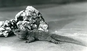A Tuatara, lying in front of a rock, at London Zoo in 1928 (b/w photo) A Tuatara, lying in front of a rock, at London Zoo in 1928 (b/w photo)