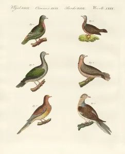 Turtle doves (coloured engraving) Turtle doves (coloured engraving)